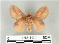 竹黃斜帶枯葉蛾藏品圖，第2張