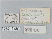 竹黃斜帶枯葉蛾藏品圖，第3張