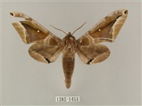 白點天蛾 藏品圖，第1張