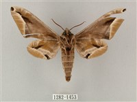 白點天蛾 藏品圖，第2張