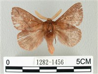 褐斜帶枯葉蛾藏品圖，第1張