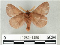 褐斜帶枯葉蛾藏品圖，第2張