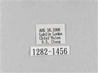 褐斜帶枯葉蛾藏品圖，第3張