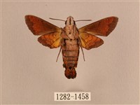 灰紋長喙天蛾藏品圖，第2張