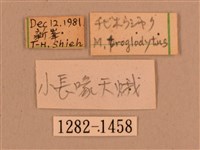 灰紋長喙天蛾藏品圖，第3張