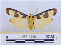 閃光苔蛾藏品圖，第1張