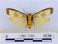 閃光苔蛾藏品圖，第2張