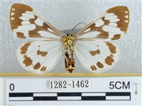 粉蝶燈蛾藏品圖，第2張