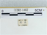 粉蝶燈蛾藏品圖，第3張