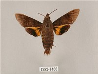 平帶長喙天蛾藏品圖，第1張