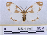 後凸蝶燈蛾藏品圖，第1張