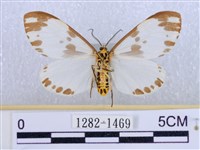 後凸蝶燈蛾藏品圖，第2張