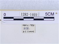 後凸蝶燈蛾藏品圖，第3張