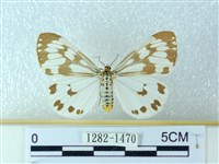 粉蝶燈蛾藏品圖，第1張