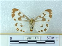 粉蝶燈蛾藏品圖，第2張