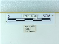 粉蝶燈蛾藏品圖，第3張