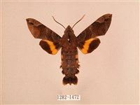 波斑長喙天蛾藏品圖，第1張