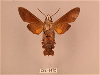 波斑長喙天蛾藏品圖，第2張