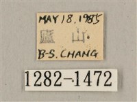 波斑長喙天蛾藏品圖，第3張