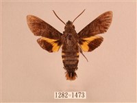 灰紋長喙天蛾藏品圖，第1張