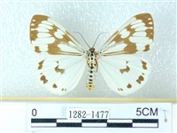 粉蝶燈蛾藏品圖，第1張