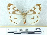 粉蝶燈蛾藏品圖，第2張