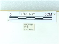 粉蝶燈蛾藏品圖，第3張