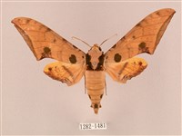 裂斑鷹翅天蛾藏品圖，第1張