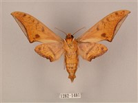 裂斑鷹翅天蛾藏品圖，第2張