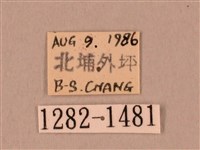 裂斑鷹翅天蛾藏品圖，第3張