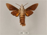 平帶長喙天蛾藏品圖，第2張