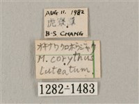平帶長喙天蛾藏品圖，第3張