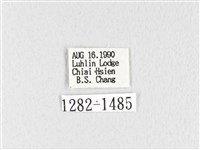 褐斜帶枯葉蛾藏品圖，第2張