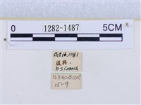 閃光苔蛾藏品圖，第3張