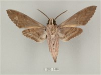 蝦殼天蛾藏品圖，第2張