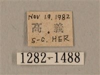 蝦殼天蛾藏品圖，第3張