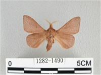 薄翅枯葉蛾藏品圖，第1張