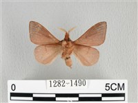 薄翅枯葉蛾藏品圖，第2張