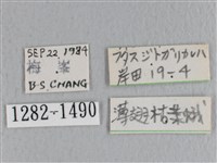 薄翅枯葉蛾藏品圖，第3張