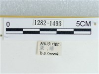 粉蝶燈蛾藏品圖，第3張