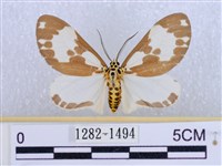 後凸蝶燈蛾藏品圖，第1張