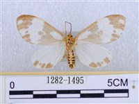 後凸蝶燈蛾藏品圖，第2張