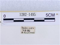 後凸蝶燈蛾藏品圖，第3張