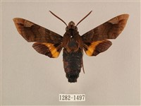 波斑長喙天蛾藏品圖，第1張