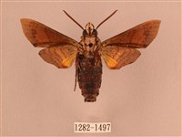 波斑長喙天蛾藏品圖，第2張