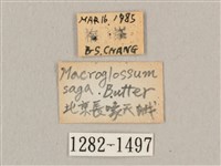 波斑長喙天蛾藏品圖，第3張