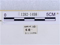 後凸蝶燈蛾藏品圖，第3張