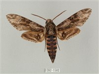 蝦殼天蛾藏品圖，第1張