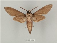 蝦殼天蛾藏品圖，第2張