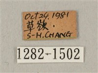 蝦殼天蛾藏品圖，第3張